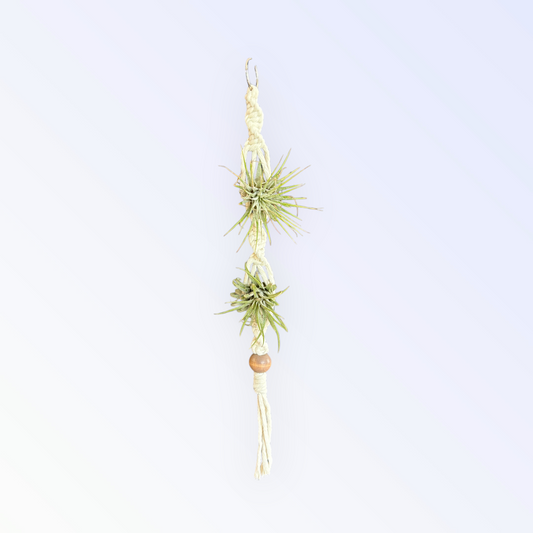 Air plant Holder